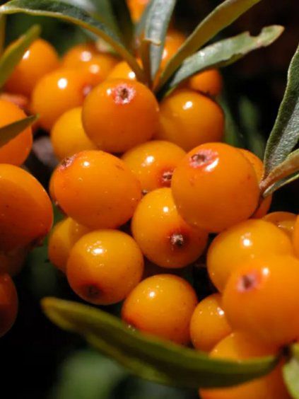 Rakytník rešetliakovitý ‘Krasavice’,