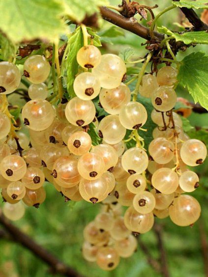 Ríbezľa biela ‘Blanka’