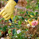ruže, zazimovanie ruží, rez odkvitnutých kvetov