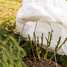 zazimovanie ruží, kríčková ruža, ochrana proti mrazu