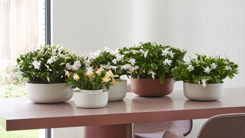 Aby šlumbergera kvitla čo najdlhšie, pravidelne...