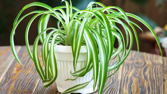 Zelenec chochlatý je nenáročný na starostlivosť...