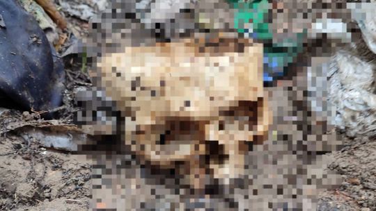 Na nelegálnej skládke v Bratislave našli predmet v tvare ľudskej lebky