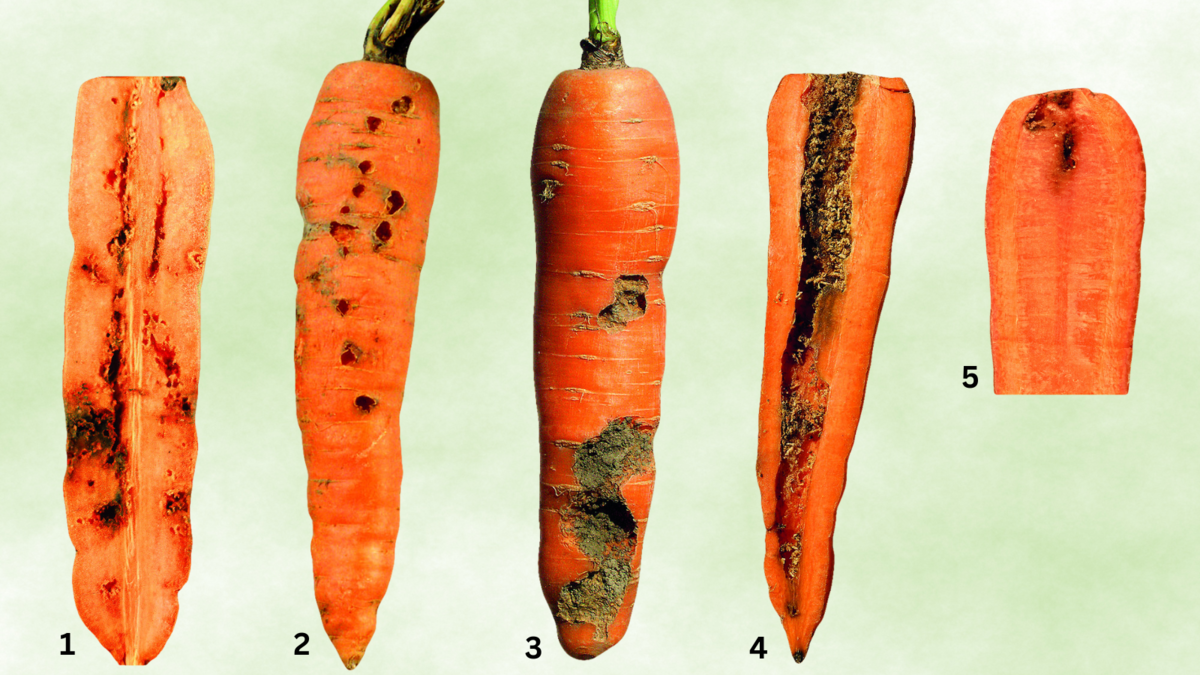 1) Vŕtavka mrkvová, 2) Drôtovce, 3) Pandravy,...