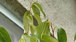 Bohuslav Proroke Sipka, hurmikaki, NEPOUZIVAT