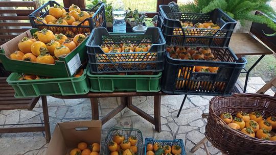 Pani Edita Poláková z okolia Šamorína pozberala...