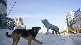 Severné Macedónsko, pes, socha, lev