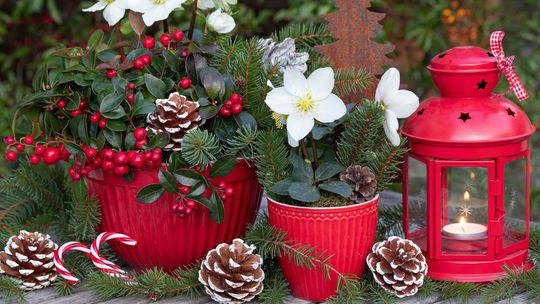  14 nápadov za pár eur: Zimný dekor s čemericami nielen na vianočný stôl + praktické rady k pestovaniu