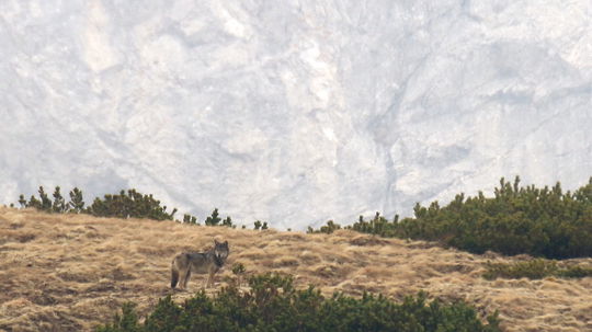 "Vlk môže efektívne pomôcť v boji s podobnými...