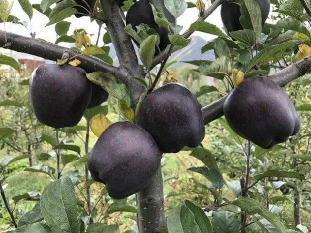 ‘Black Diamond’