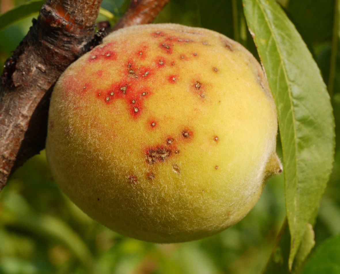 Prejav klasterosporiózy na plode broskyne.