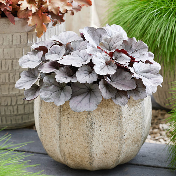 Heuchera ‘Silverberry’