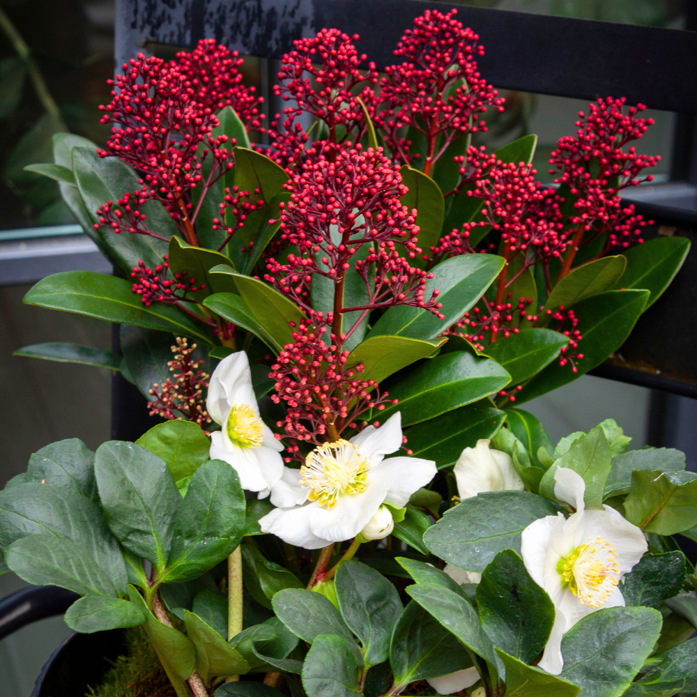 Skimia ‘Rubella’ v kombinácii s čemericou čiernou.