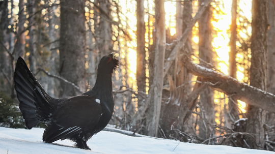 Existujú historické doklady o tom, že hlucháne...