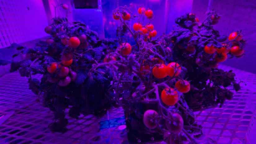 ISS, paradajky, rajčiny