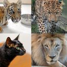 mačkovité šelmy, tiger, lev, mačka