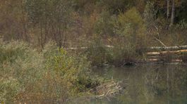 bobor, hradza