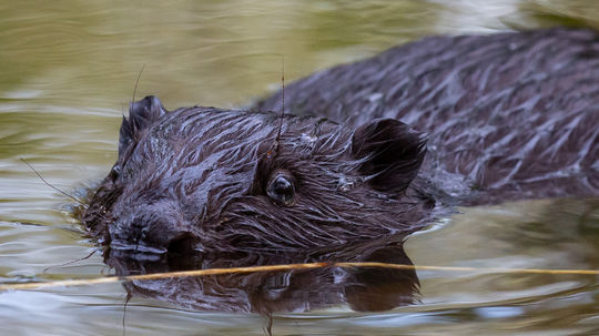 Bobor chýbal na Slovensku 200 rokov.