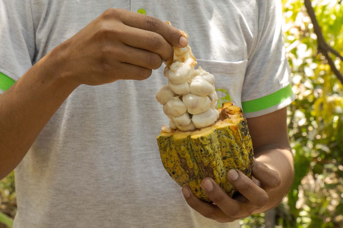Obyvatelia Peru cmúľali bôby ako cukríky.