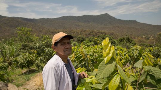 Angel Salinas Dominguez na kakaovníkovej plantáži.