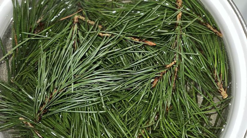 borovica, ihličie, macerát,