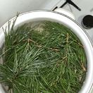 borovica, ihličie, macerát,