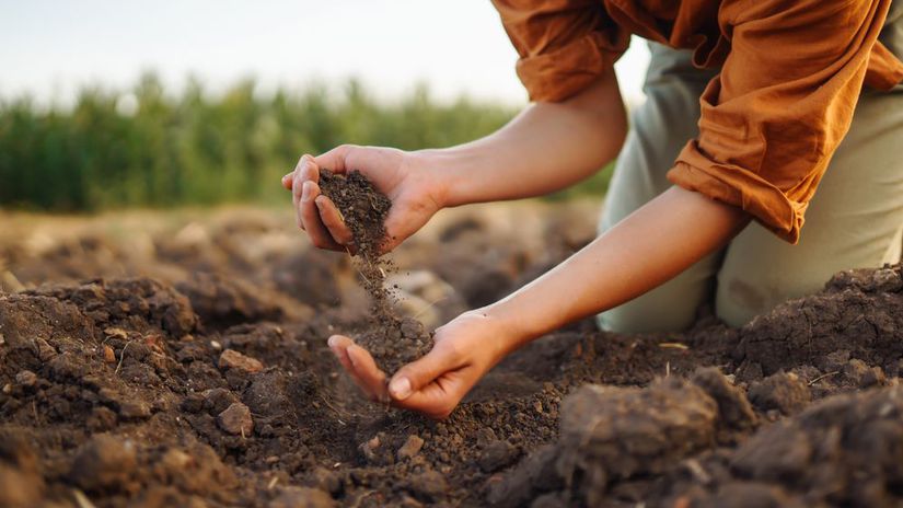 pôda, zemina, ruky, žena