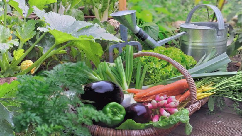 zelenina, zeleninová záhrada, hriadky,...