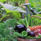 zelenina, zeleninová záhrada, hriadky, baklažán, krhla, košík so zeleninou