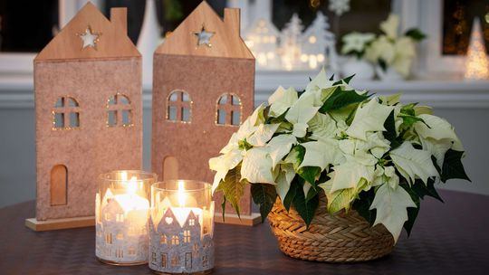 Vianoce, dekorácie, domčeky, vianočná ruža