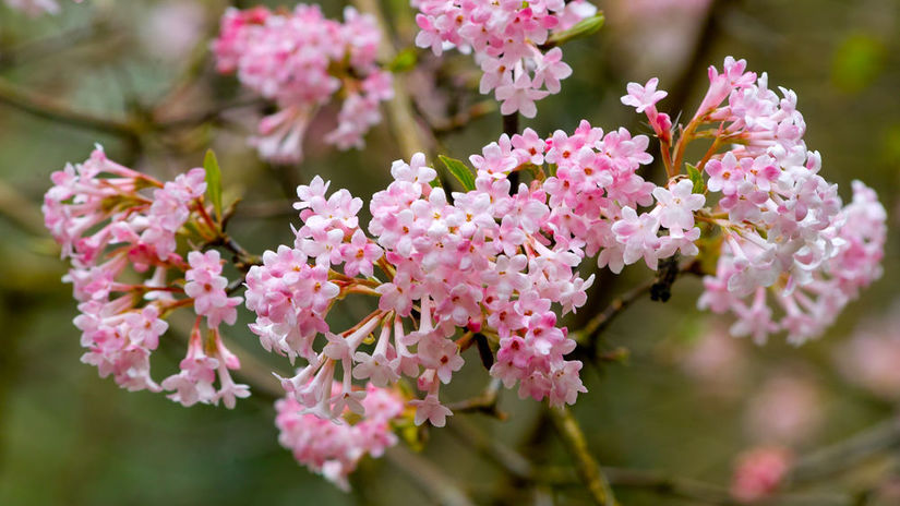 Kalina bodnanská ‘Dawn’