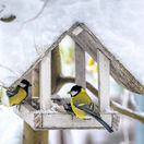 sýkorka, prikrmovanie, kŕmidlo, zima, sneh