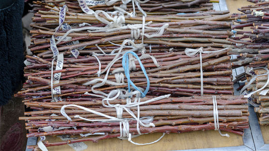 vrúbľovanie, vrúble, odber vrúbľov, rez, ovocné...