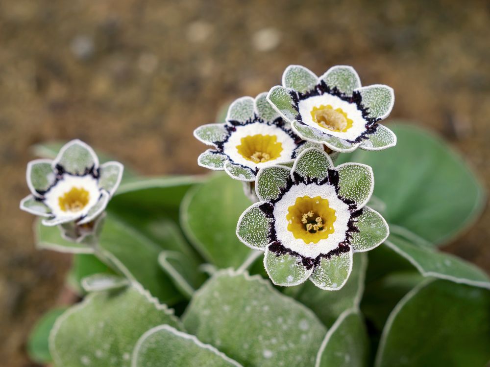 Aurikula ‘Silverway’