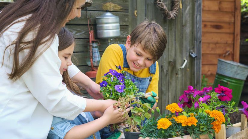 letničky, kvety, pestovanie, žena a deti