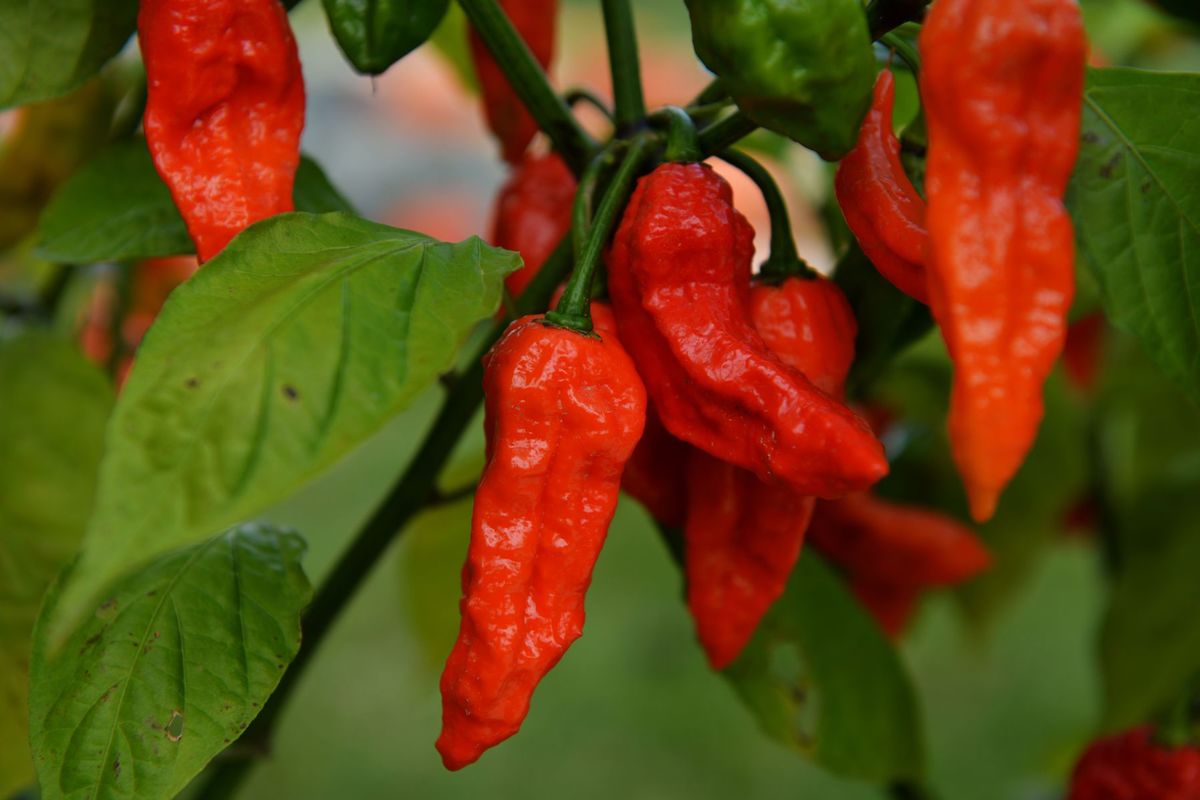 ‘Bhut Jolokia’