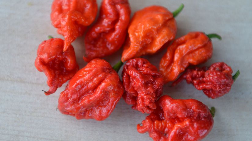 ‘Carolina Reaper’