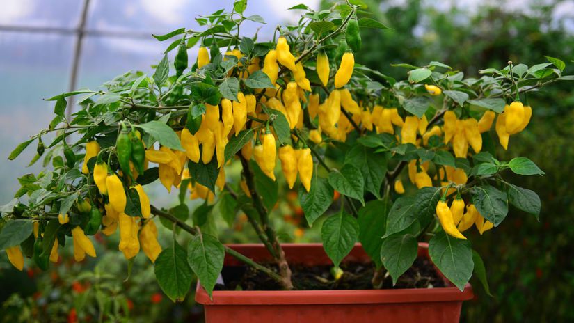 ‘Habanero Neon’