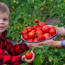rajčiny, dieťa, chlapec, pole, úroda,