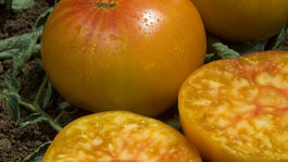 rajčina, ananas