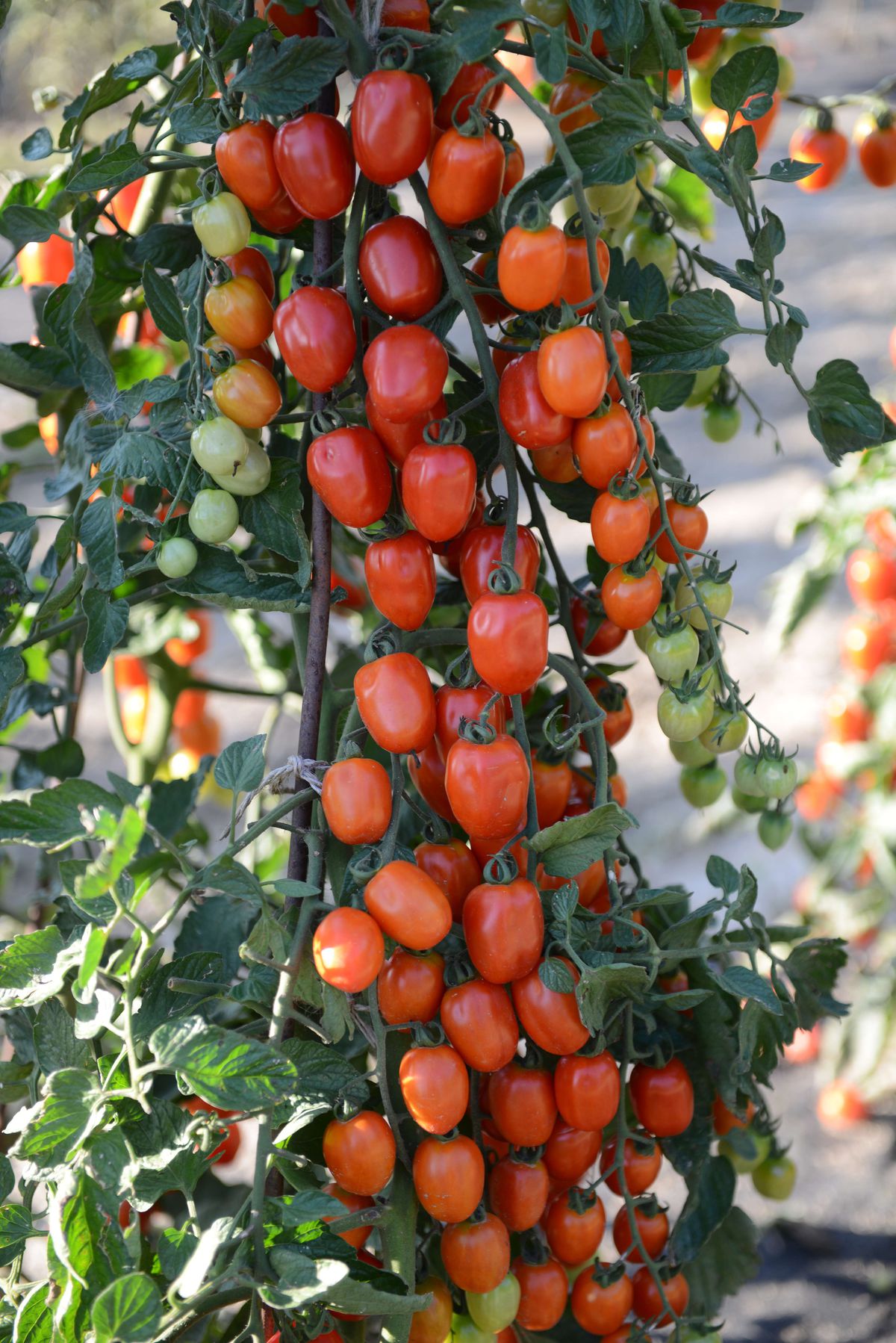 Cherry rajčiny patria k najsladším: tieto odrody stoja za pestovanie v ...