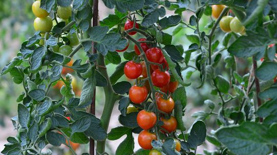 ‘Rubylicious F1’ je kolíková, čerešňová odroda,...