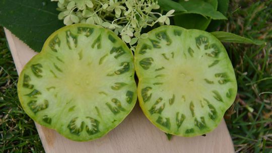 Evergreen je veľká bifteková odroda, ktorá...