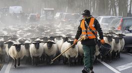 Farmári / Ovce /