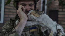 vojna na Ukrajine, mačka,