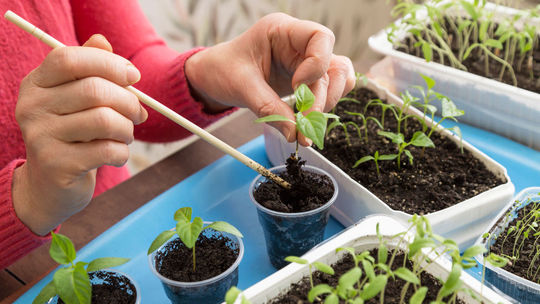 priesady, zelenina, predpestovávanie