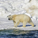 polárny ľadový medveď