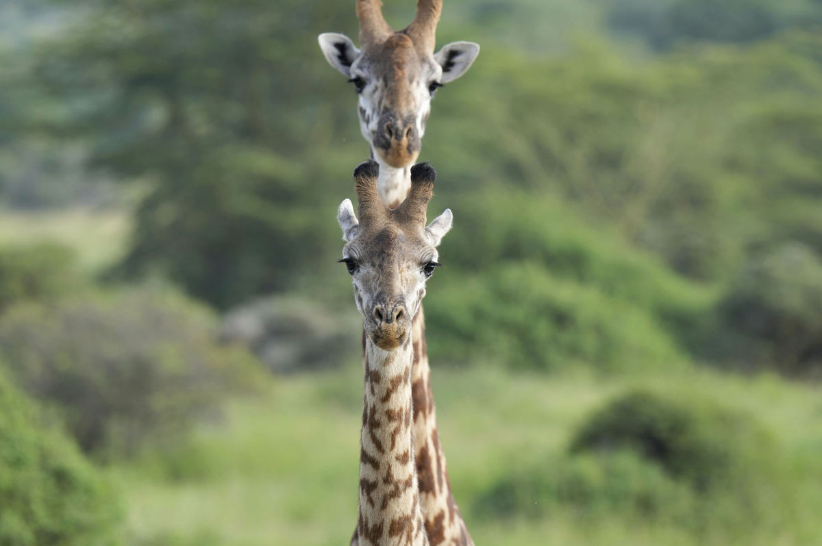 žirafy, Keňa