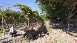 ovce vinohrad bazalik