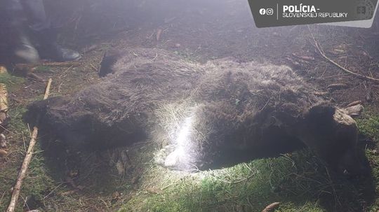 Zastreleného medveďa hnedého našli v stredu 14....